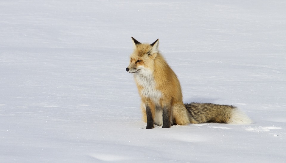 fox-3917626_960_720